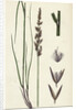 Calamagrostis Stricta Var. Llookeri Narrow Small-Reed Var. B. by Anonymous