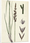 Calamagrostis Stricta Var. Llookeri Narrow Small-Reed Var. B. by Anonymous