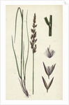 Calamagrostis Stricta Var. Llookeri Narrow Small-Reed Var. B. by Anonymous