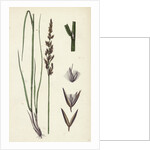 Calamagrostis Stricta Var. Llookeri Narrow Small-Reed Var. B. by Anonymous