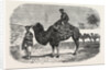 Camels of the North of China by Anonymous