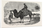 Camels of the North of China by Anonymous