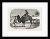 Camels of the North of China by Anonymous