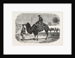 Camels of the North of China by Anonymous