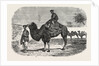 Camels of the North of China by Anonymous