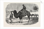 Camels of the North of China by Anonymous