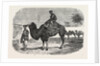 Camels of the North of China by Anonymous