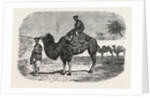 Camels of the North of China by Anonymous