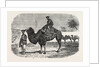 Camels of the North of China by Anonymous