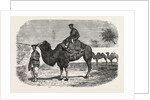 Camels of the North of China by Anonymous