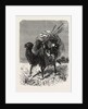 A Mongol Camel on the March by Anonymous