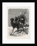 A Mongol Camel on the March by Anonymous