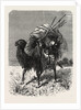 A Mongol Camel on the March by Anonymous