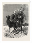 A Mongol Camel on the March by Anonymous