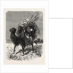 A Mongol Camel on the March by Anonymous