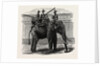 A Siamese War Elephant. by Anonymous