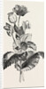 The Opium Poppy (Papaver Somniferum) by Anonymous