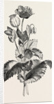 The Opium Poppy (Papaver Somniferum) by Anonymous