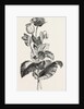 The Opium Poppy (Papaver Somniferum) by Anonymous
