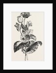 The Opium Poppy (Papaver Somniferum) by Anonymous