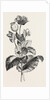 The Opium Poppy (Papaver Somniferum) by Anonymous
