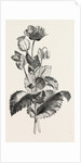The Opium Poppy (Papaver Somniferum) by Anonymous