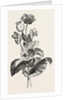 The Opium Poppy (Papaver Somniferum) by Anonymous