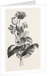 The Opium Poppy (Papaver Somniferum) by Anonymous