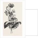 The Opium Poppy (Papaver Somniferum) by Anonymous