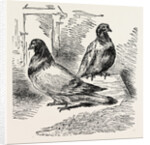 The Famous Pigeon Gambetta and Keratry by Anonymous
