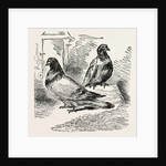 The Famous Pigeon Gambetta and Keratry by Anonymous