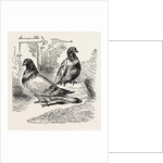 The Famous Pigeon Gambetta and Keratry by Anonymous