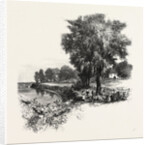 Catawba Vineyard, Pelee Island, Canada by Anonymous