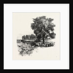 Catawba Vineyard, Pelee Island, Canada by Anonymous