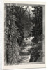 A Trout Pool on the Saugeen, Canada by Anonymous