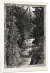A Trout Pool on the Saugeen, Canada by Anonymous