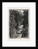 A Trout Pool on the Saugeen, Canada by Anonymous