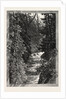 A Trout Pool on the Saugeen, Canada by Anonymous