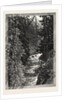 A Trout Pool on the Saugeen, Canada by Anonymous