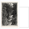 A Trout Pool on the Saugeen, Canada by Anonymous