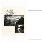 Eastern Ontario, Head of Grenadier and Sport Island, and Near Alexandria Bay, Canada by Anonymous