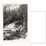 Forest Stream, and Timber Slide, Canada by Anonymous