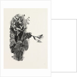 Nova Scotia, Spring Beauty, Sanguinaria, and Dog-Tooth Violet, Canada by Anonymous