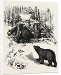 Bear Trap, Canada by Anonymous