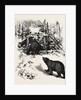 Bear Trap, Canada by Anonymous