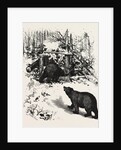 Bear Trap, Canada by Anonymous