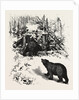 Bear Trap, Canada by Anonymous