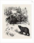 Bear Trap, Canada by Anonymous