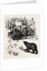 Bear Trap, Canada by Anonymous