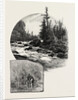 The Upper Lakes, on the Kaministiquia, Canada by Anonymous